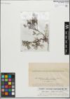 Foto von Salix glabra Scop. x Salix retusa L.